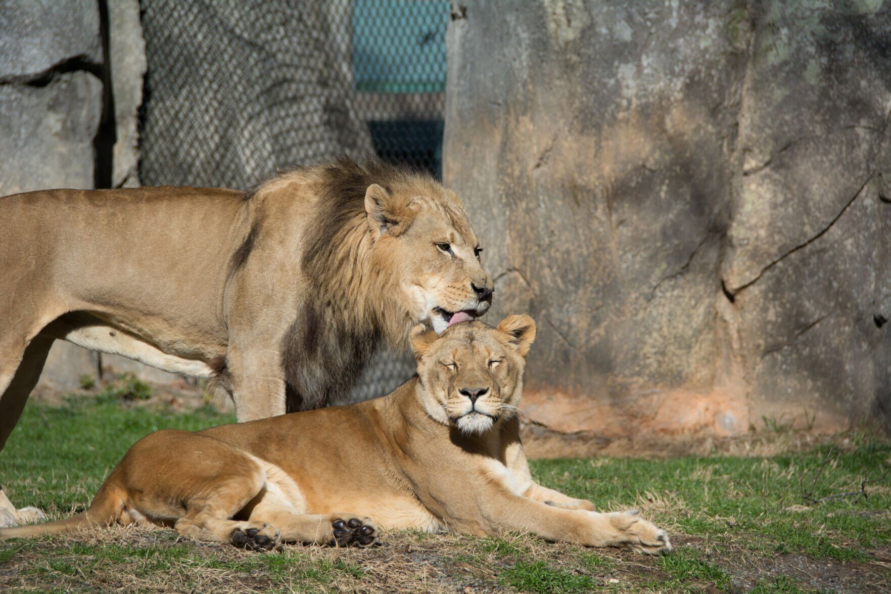 lion-couple-Reilly-Mekita-2.jpg